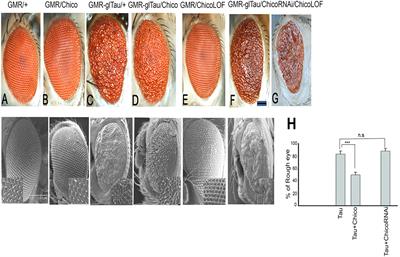 Insulin-Mediated Changes in Tau Hyperphosphorylation and Autophagy in a Drosophila Model of Tauopathy and Neuroblastoma Cells